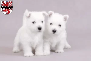Mehr über den Artikel erfahren Westie Züchter und Welpen in Leverkusen