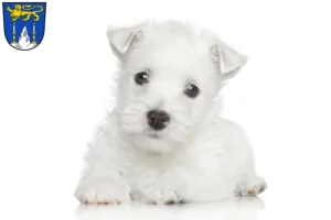 Mehr über den Artikel erfahren Westie Züchter und Welpen in Lichtenfels (Oberfranken)