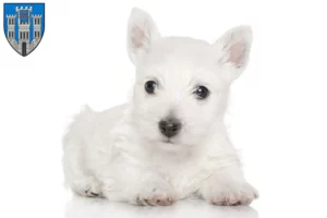 Mehr über den Artikel erfahren Westie Züchter und Welpen in Limburg an der Lahn