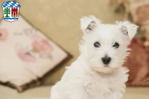Mehr über den Artikel erfahren Westie Züchter und Welpen in Lindau