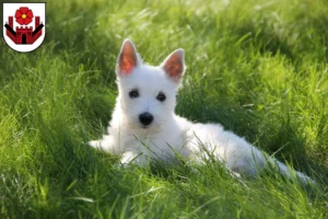 Mehr über den Artikel erfahren Westie Züchter und Welpen in Lippstadt