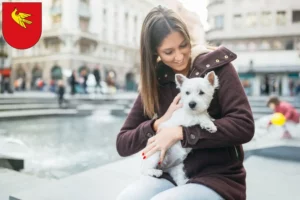 Mehr über den Artikel erfahren Westie Züchter und Welpen in Lörrach