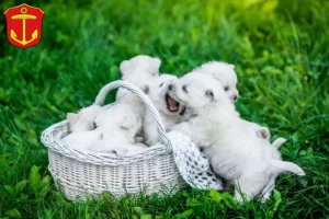 Mehr über den Artikel erfahren Westie Züchter und Welpen in Ludwigshafen am Rhein