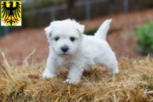 Mehr über den Artikel erfahren Westie Züchter und Welpen in Lübben (Spreewald)