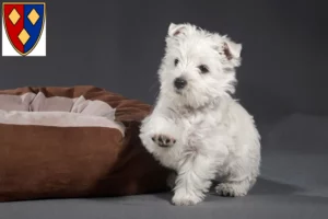 Mehr über den Artikel erfahren Westie Züchter und Welpen in Lüchow (Wendland)