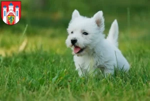 Mehr über den Artikel erfahren Westie Züchter und Welpen in Lüneburg