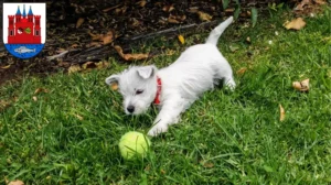 Mehr über den Artikel erfahren Westie Züchter und Welpen in Lutherstadt Wittenberg