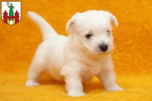 Mehr über den Artikel erfahren Westie Züchter und Welpen in Magdeburg