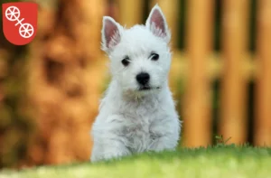 Mehr über den Artikel erfahren Westie Züchter und Welpen in Mainz