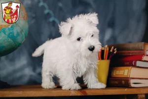 Mehr über den Artikel erfahren Westie Züchter und Welpen in Marktoberdorf