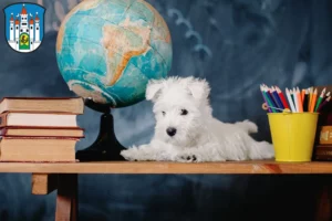 Mehr über den Artikel erfahren Westie Züchter und Welpen in Meiningen