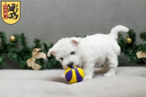 Mehr über den Artikel erfahren Westie Züchter und Welpen in Meißen