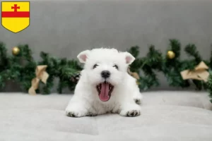 Mehr über den Artikel erfahren Westie Züchter und Welpen in Meppen