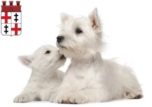 Mehr über den Artikel erfahren Westie Züchter und Welpen in Merzig