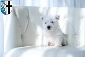 Mehr über den Artikel erfahren Westie Züchter und Welpen in Meschede