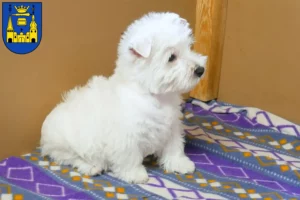 Mehr über den Artikel erfahren Westie Züchter und Welpen in Mettmann