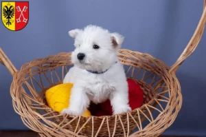 Mehr über den Artikel erfahren Westie Züchter und Welpen in Minden