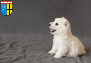 Mehr über den Artikel erfahren Westie Züchter und Welpen in Mönchengladbach