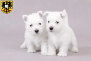 Mehr über den Artikel erfahren Westie Züchter und Welpen in Mosbach
