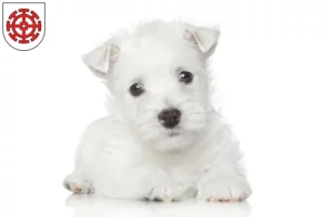 Mehr über den Artikel erfahren Westie Züchter und Welpen in Mühldorf am Inn