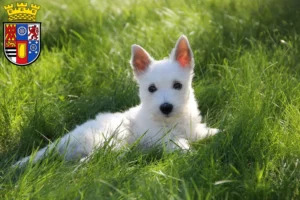 Mehr über den Artikel erfahren Westie Züchter und Welpen in Mülheim an der Ruhr