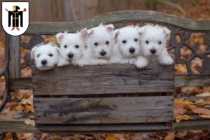 Mehr über den Artikel erfahren Westie Züchter und Welpen in München