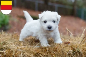 Mehr über den Artikel erfahren Westie Züchter und Welpen in Münster