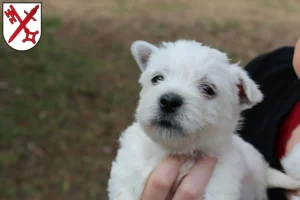 Mehr über den Artikel erfahren Westie Züchter und Welpen in Naumburg (Saale)