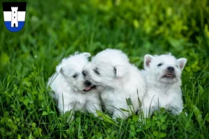 Mehr über den Artikel erfahren Westie Züchter und Welpen in Neu-Ulm