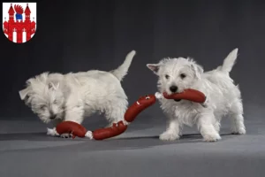 Mehr über den Artikel erfahren Westie Züchter und Welpen in Neubrandenburg
