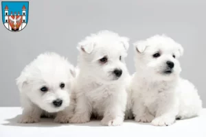 Mehr über den Artikel erfahren Westie Züchter und Welpen in Neuruppin