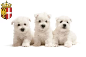 Mehr über den Artikel erfahren Westie Züchter und Welpen in Neuss