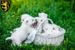 Mehr über den Artikel erfahren Westie Züchter und Welpen in Neustadt an der Weinstraße