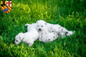 Mehr über den Artikel erfahren Westie Züchter und Welpen in Neuwied