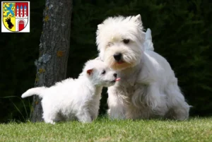 Mehr über den Artikel erfahren Westie Züchter und Welpen in Nienburg/Weser