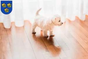 Mehr über den Artikel erfahren Westie Züchter und Welpen in Nordfriesland