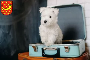 Mehr über den Artikel erfahren Westie Züchter und Welpen in Nordhorn