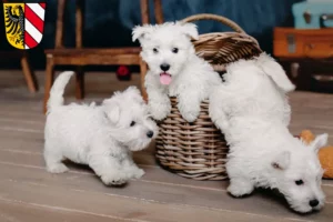 Mehr über den Artikel erfahren Westie Züchter und Welpen in Nürnberg