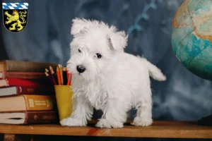 Mehr über den Artikel erfahren Westie Züchter und Welpen in Oberbayern