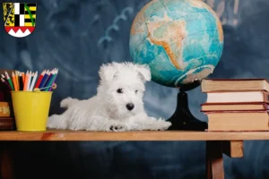 Mehr über den Artikel erfahren Westie Züchter und Welpen in Oberfranken