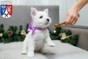 Mehr über den Artikel erfahren Westie Züchter und Welpen in Oberhausen