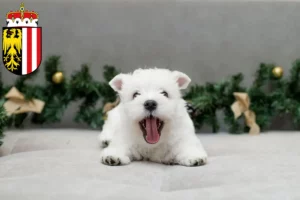 Mehr über den Artikel erfahren Westie Züchter und Welpen in Oberösterreich
