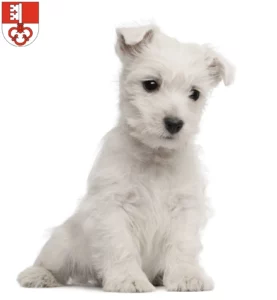 Mehr über den Artikel erfahren Westie Züchter und Welpen in Obwalden
