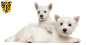 Mehr über den Artikel erfahren Westie Züchter und Welpen im Odenwald