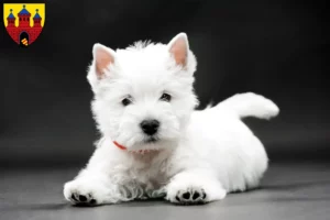 Mehr über den Artikel erfahren Westie Züchter und Welpen in Oldenburg