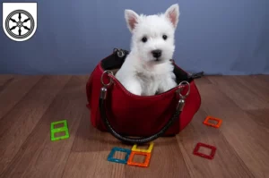 Mehr über den Artikel erfahren Westie Züchter und Welpen in Osnabrück