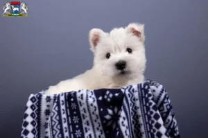 Mehr über den Artikel erfahren Westie Züchter und Welpen in Osterholz-Scharmbeck