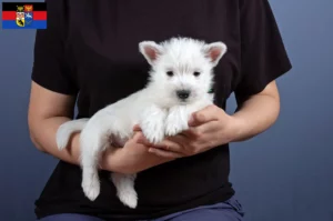 Mehr über den Artikel erfahren Westie Züchter und Welpen in Ostfriesland