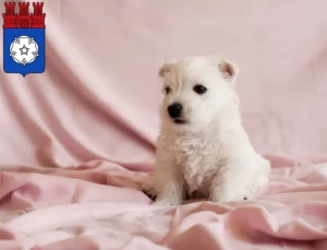 Mehr über den Artikel erfahren Westie Züchter und Welpen in Ottweiler