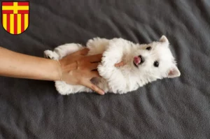 Mehr über den Artikel erfahren Westie Züchter und Welpen in Paderborn